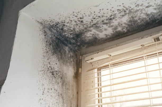 Affordable Mold Remediation solutions in Bridgeport, WA
