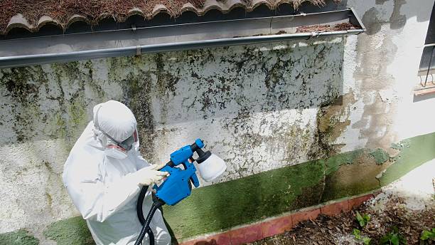 Top rated local Mold Remediation specialists in Bridgeport, WA